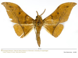 Plegapteryx anomalus